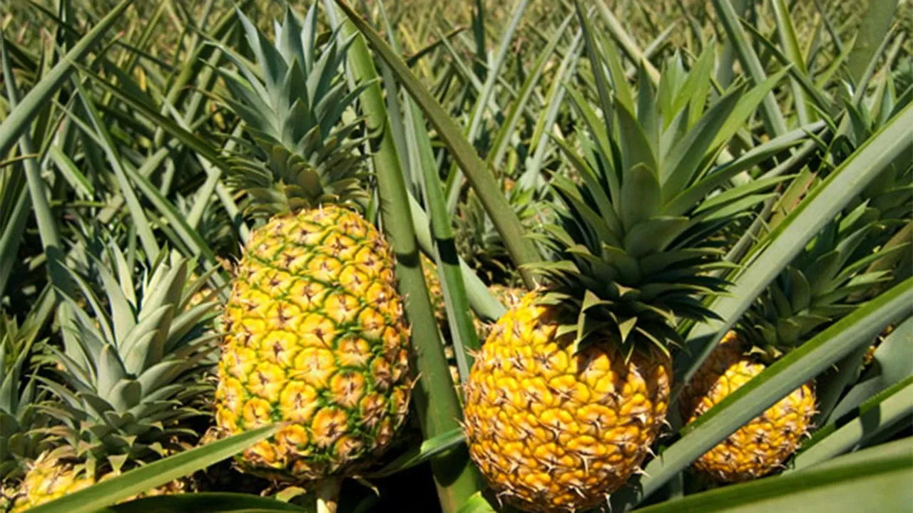 Pakistan Approves Imports of Fresh Pineapples From Bangladesh