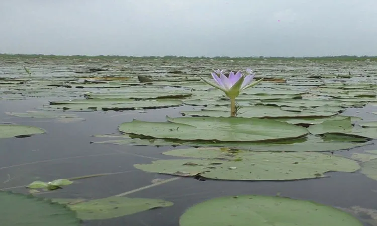 Prolonged rains and blocked drainage from illegal fish enclosures have destroyed vast Aush paddy fields.