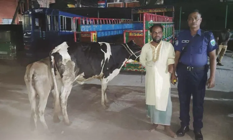 The arrested man Shariful Islam with two stolen cows during a raid in Komarpur Simanta Bazar, Dogachhi Union.