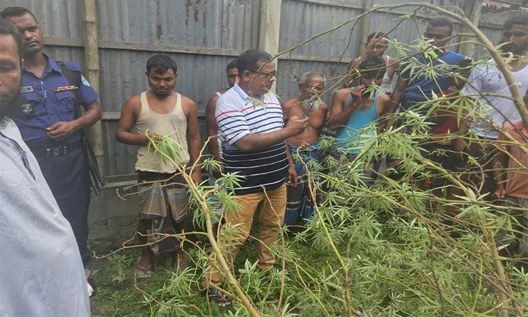 Police recovered a cannabis plant from an abandoned homestead in Sadullapur, Gaibandha.