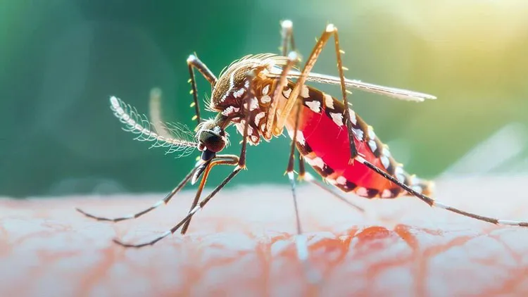 2 Deaths, 693 New Dengue Cases Reported in 24 Hours