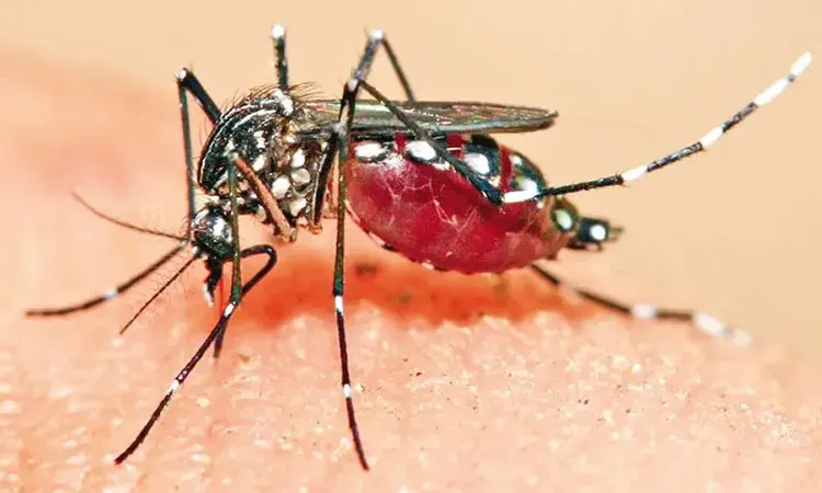Aedes mosquito