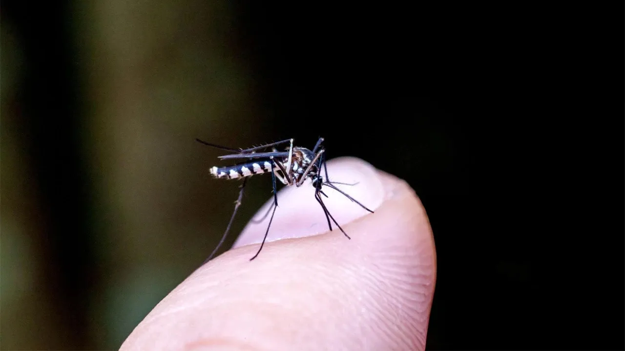 5 Die of Dengue in 24 Hours
