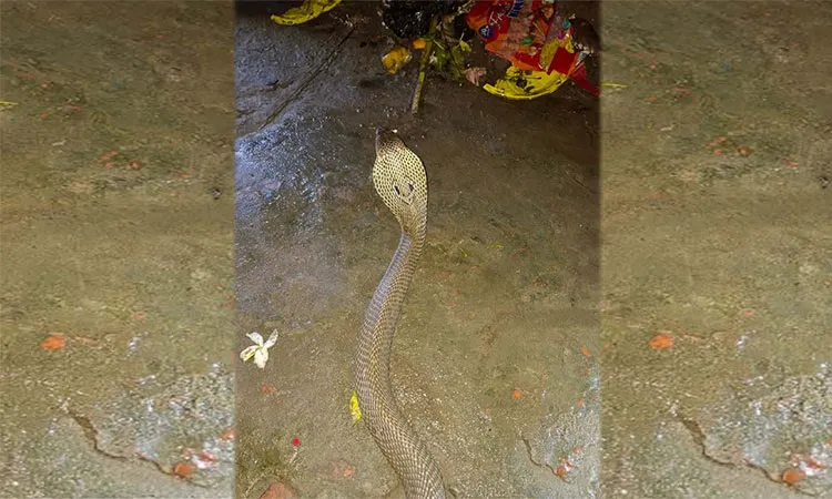 The snake Padma Gokhro was discovered around 11 pm when a family in Thakur Bari area.