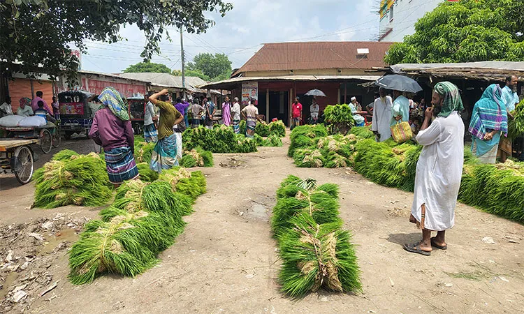Farmers are busy collecting Aman rice seedlings from local markets.