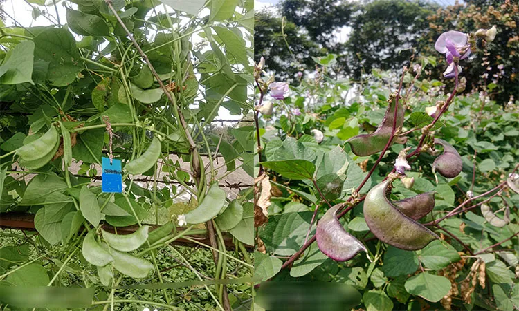 Shifting focus to climate-resilient summer beans can revolutionize Bangladeshi agriculture.