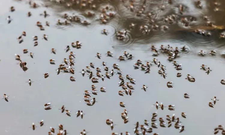 Mosquitoes are seen on top of the logged water at the Suhrawardy Udyan park in Dhaka