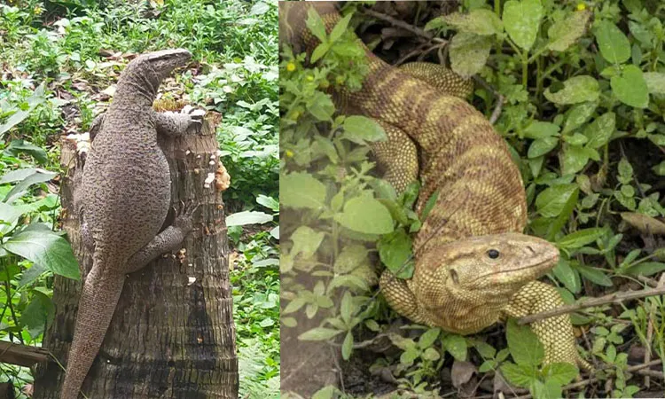 Monitor lizards scientifically named Varanus salvator once common across Narail's wetlands and canals.