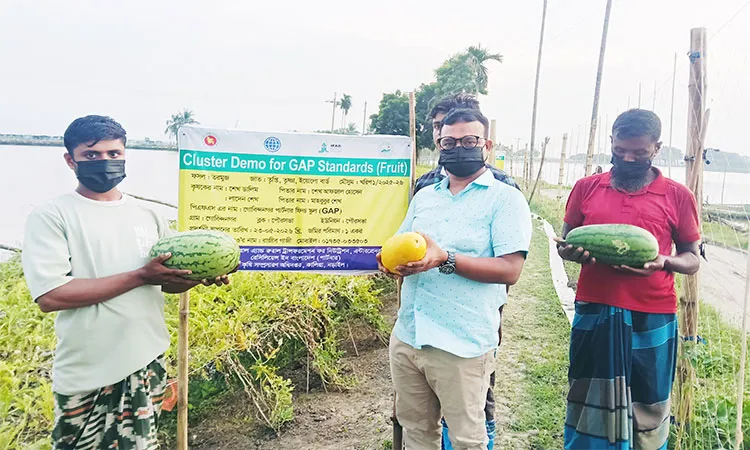 Upazila Agriculture Officer Md. Jahangir Alam said this kind of agricultural diversification—growing high-value crops like watermelon on fish enclosure embankments—can significantly boost farmers' incomes.