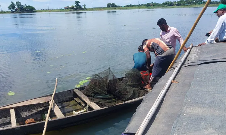 Illegal Fishing Nets Worth Tk.50,000 Burned in Shantiganj Haor Raid