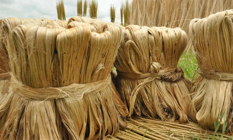 Raw Jute