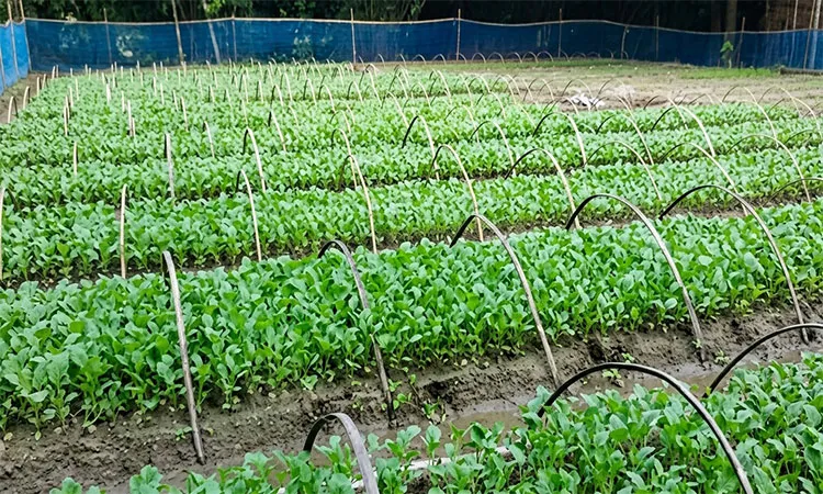 Untimely rainfall and changing temperatures in Bogura caused early winter vegetable yields to drop significantly, leaving farmers struggling to cover costs.