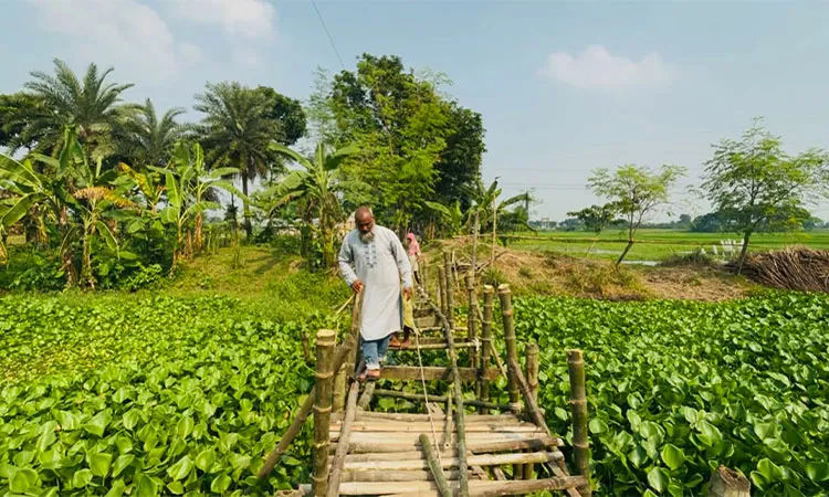 Residents of Bheramara in Kushtia rebuild a broken 60-foot bamboo bridge over Puntimari Canal.