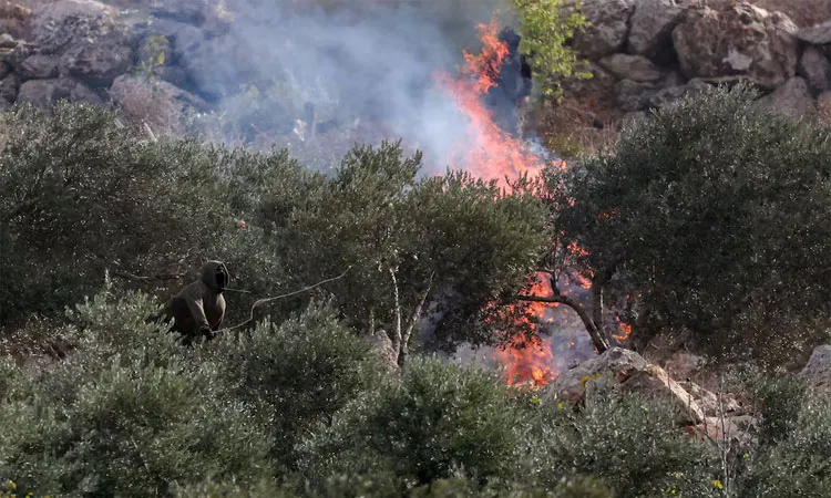 Some 80 settlers some of them carrying gas canisters descended from a hill above a terraced olive grove where villagers from Abu Falah had gathered to pick ripe fruit: Photo collected