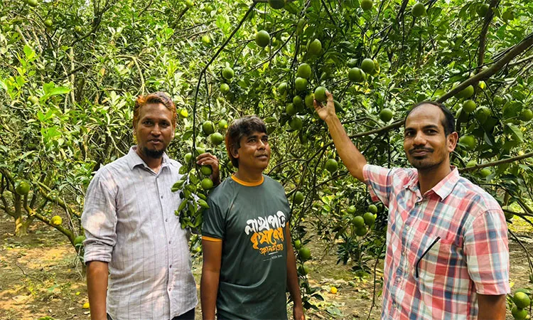 Bheramara Entrepreneur Mahmud Al Imran Achieves Success in Malta Farming