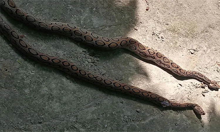 Two Venomous Russell’s Vipers Found and Killed in Pabna Residential Home